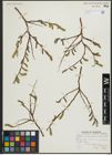 Foto von Salix arbusculoides Andersson